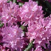 Rhododendron til haven